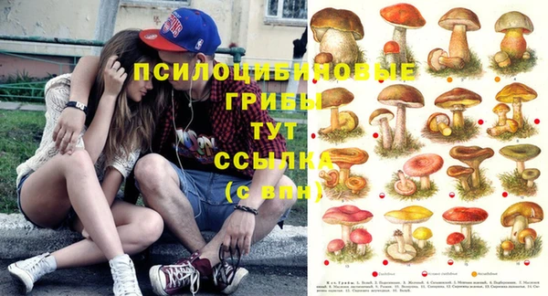 apvp Алзамай
