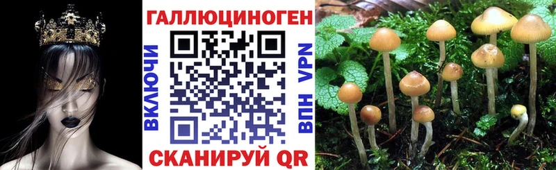 Псилоцибиновые грибы Psilocybine cubensis  Чернушка 